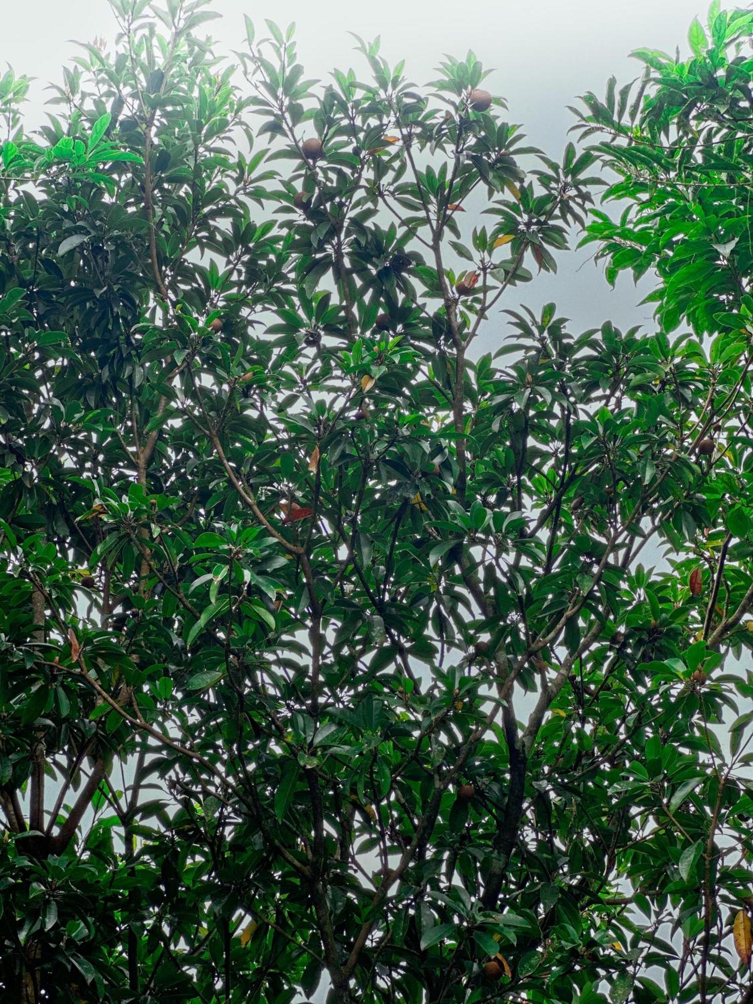 Janiro Tea Trees Villas Vythiri Bagian luar foto