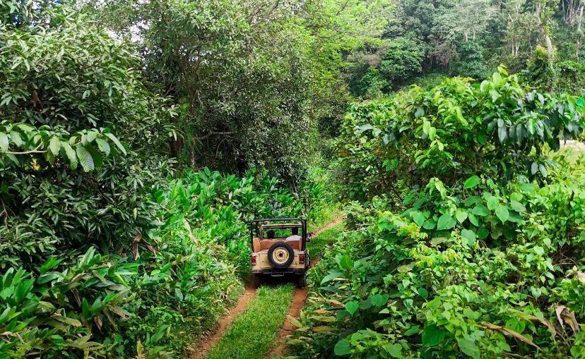 Janiro Tea Trees Villas Vythiri Bagian luar foto