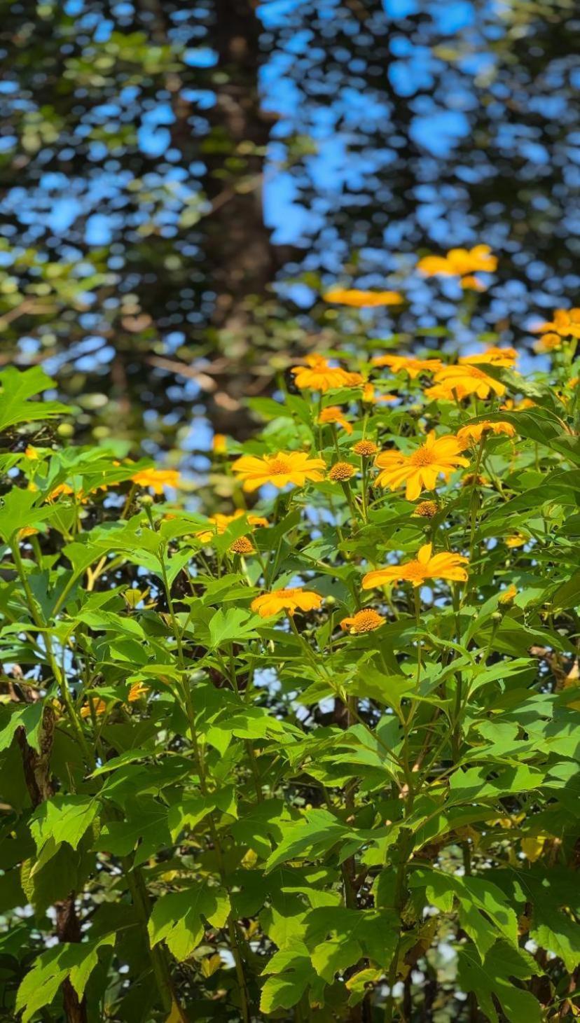 Janiro Tea Trees Villas Vythiri Bagian luar foto