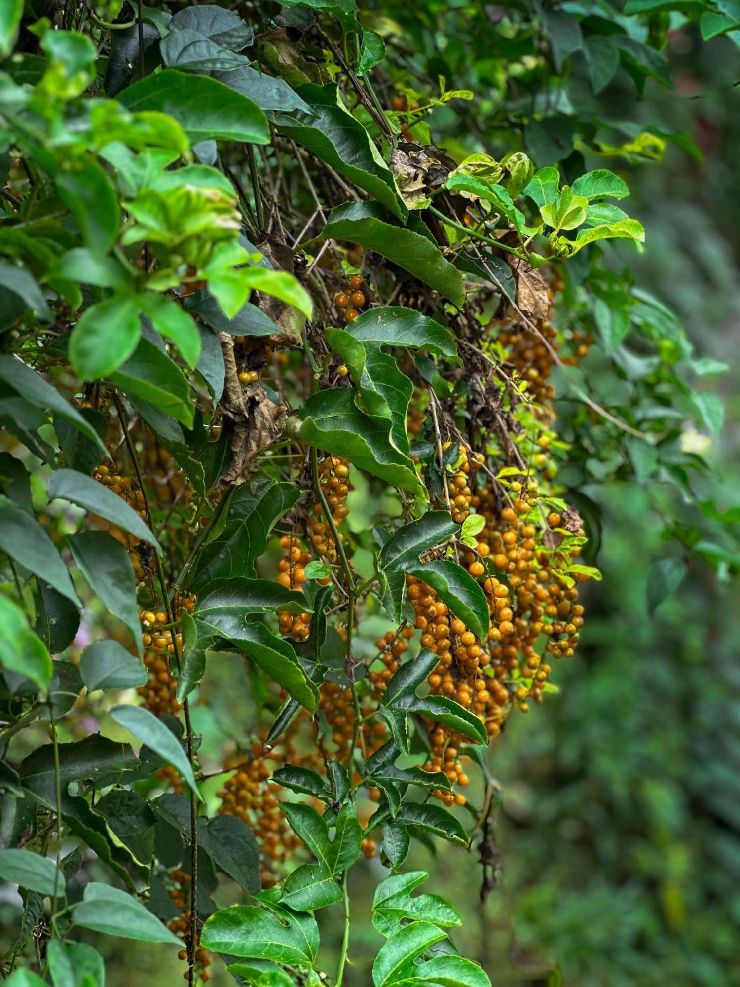 Janiro Tea Trees Villas Vythiri Bagian luar foto