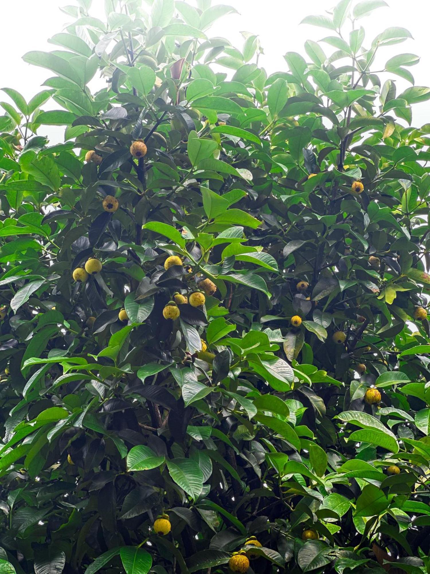 Janiro Tea Trees Villas Vythiri Bagian luar foto